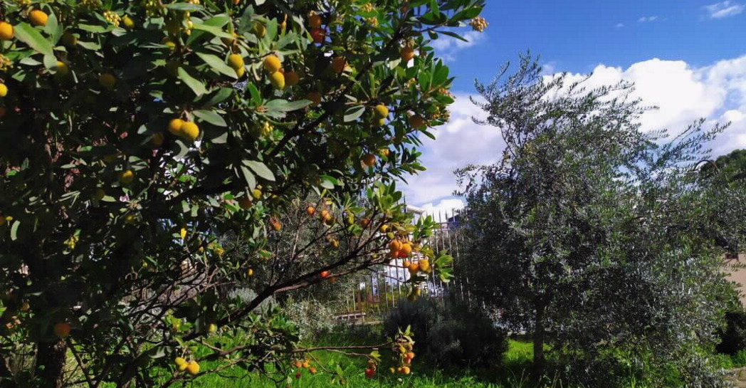 I frutti del giardino pleistocenico: corbezzoli e olive