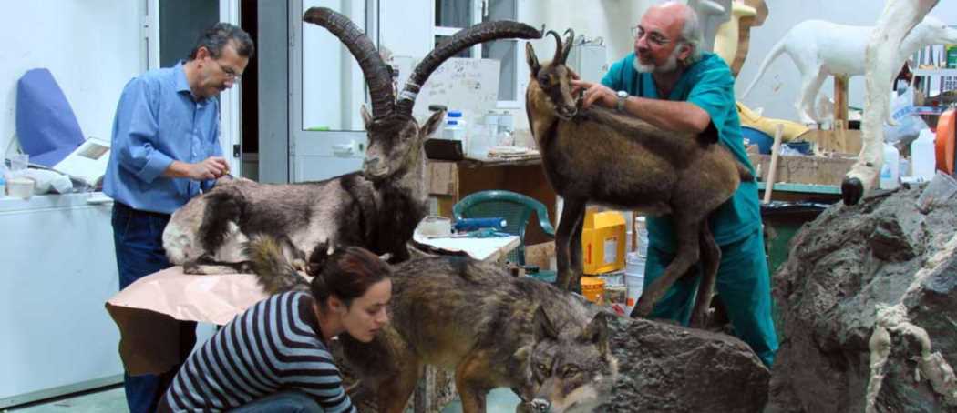 Tassidermisti al lavoro in un laboratorio museale