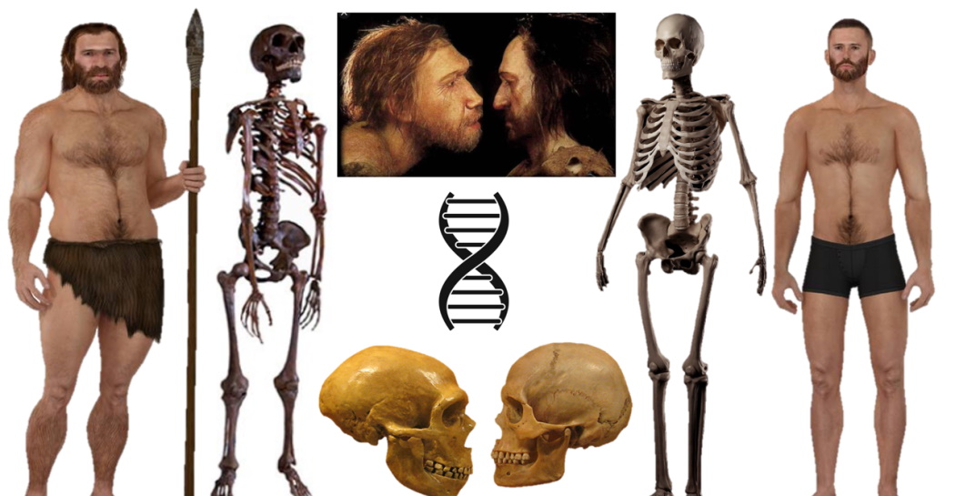 Homo neanderthalensis (a sinistra) e Homo sapiens (a destra) a confronto.  
