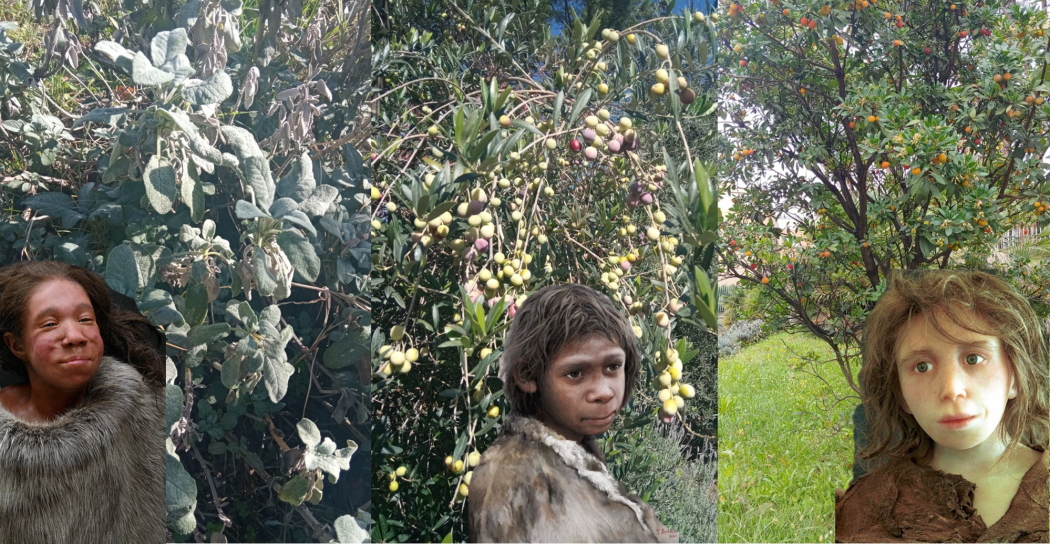 Dei piccoli di Neanderthal si preparano alla raccolta di frutti ed erbe presso il “Giardino Pleistocenico” del Museo di Casal de’ Pazzi Dei piccoli di Neanderthal si preparano alla raccolta di frutti ed erbe presso il “Giardino Pleistocenico” del Museo di Casal de’ Pazzi