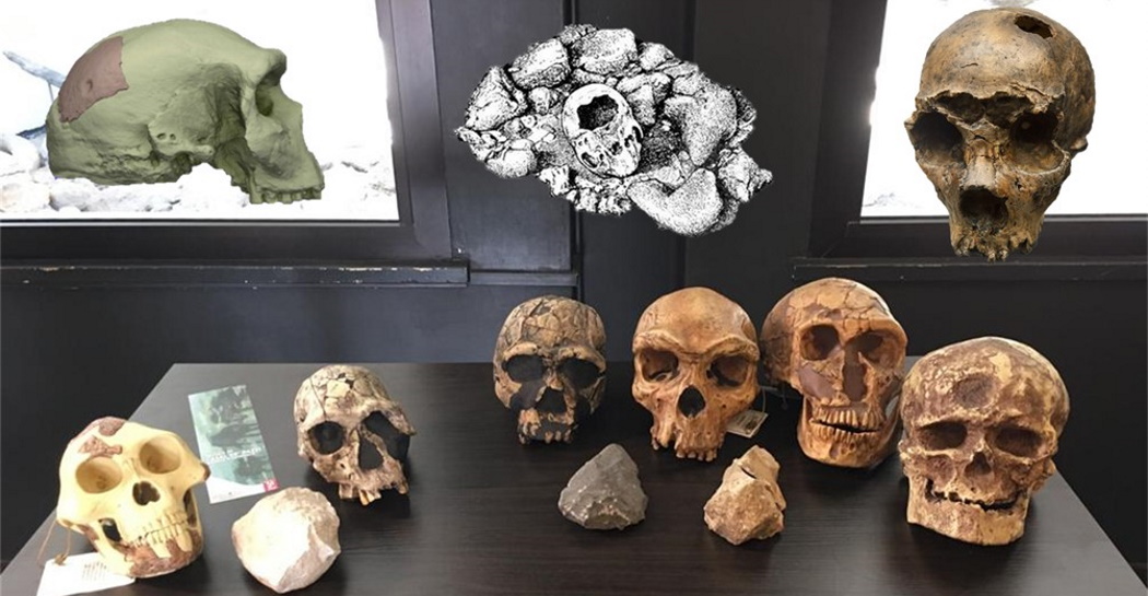 La collezione di calchi di crani di ominini del Museo di Casal de’ Pazzi