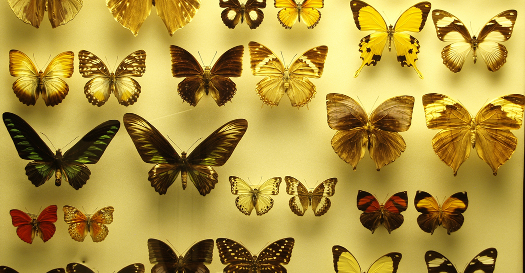 Museo Civico di Zoologia, Roma - Maschi e femmine di farfalle diurne.