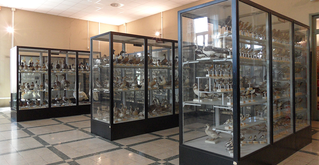 Laboratori al Museo Civico di Zoologia Laboratori al Museo Civico di Zoologia