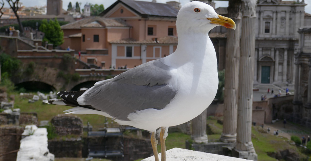 Gabbiano reale al Foro Romano Gabbiano reale al Foro Romano