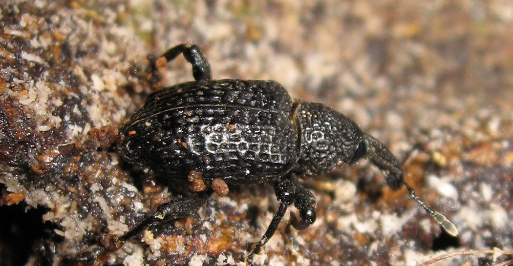 Punteruolo nero del fico, Aclesstaiwanensis, Bioparco Aprile 2009