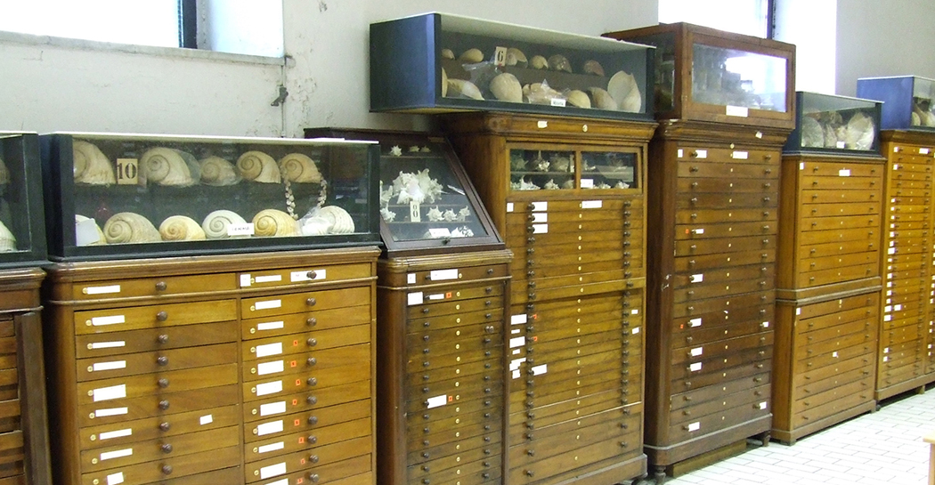 Cassettiere con la collezione malacologica Monterosato