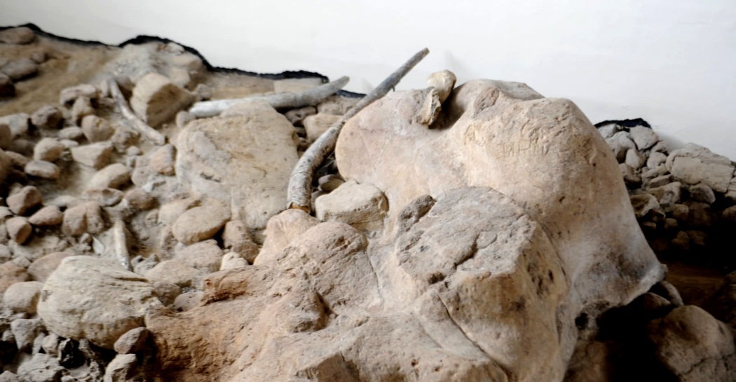 Zanne fossili e Omero di Elephas (Palaeoloxodon) antiquus Museo di Casal de' Pazzi