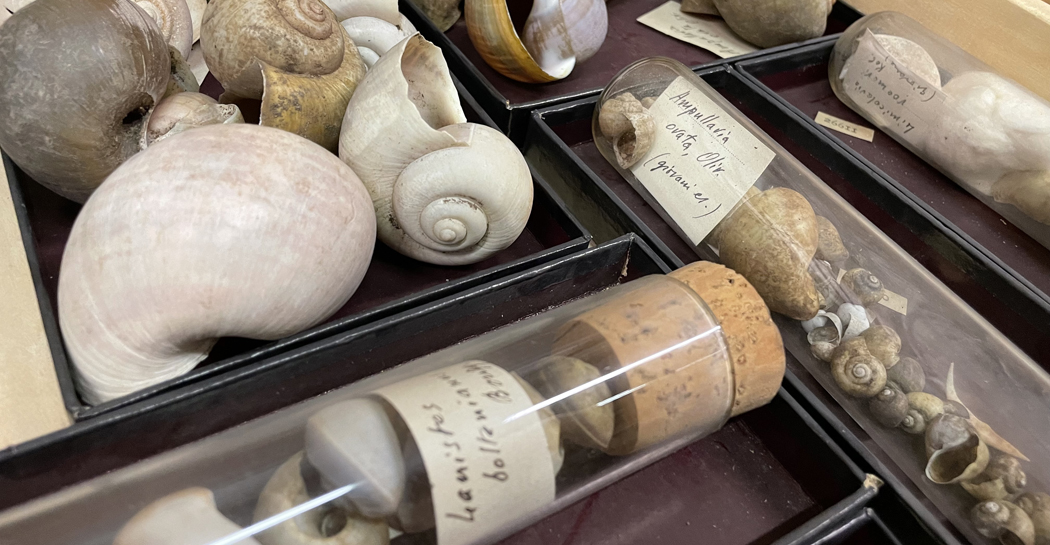 Coll.malacologica PIERSANTI Coll.malacologica PIERSANTI