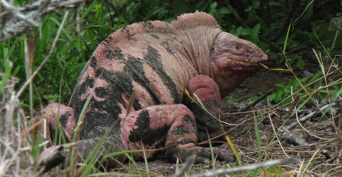 Iguana rosa