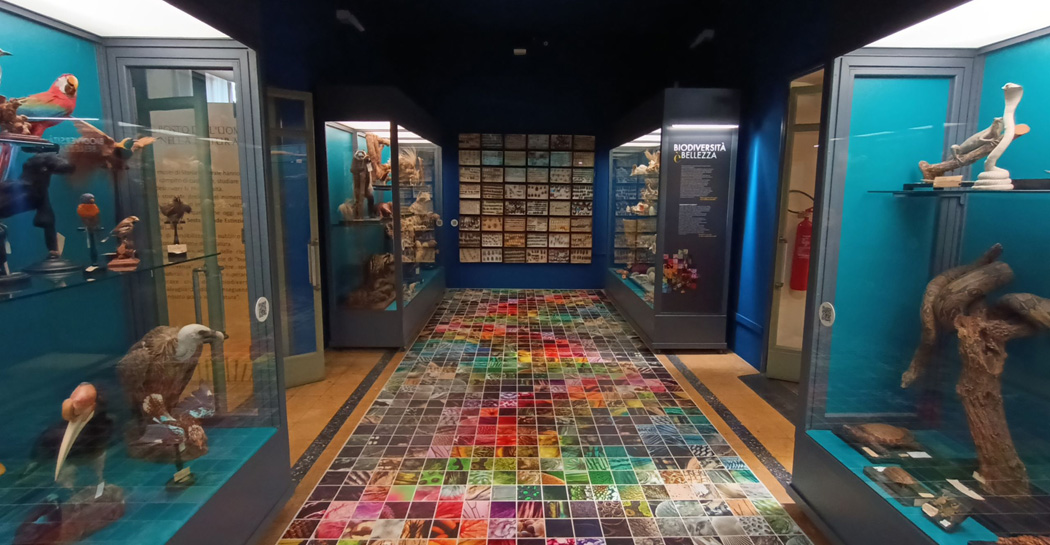 Museo Civico di Zoologia - apertura di due nuovi spazi espositivi Museo Civico di Zoologia - apertura di due nuovi spazi espositivi