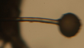 Jorge Peris, Immagini di protozoi da “Allegra sin gravedad en el Atlántico (Euriloco y Foucault en análisis)”. Foto MARCO/Aldo Bairreiro