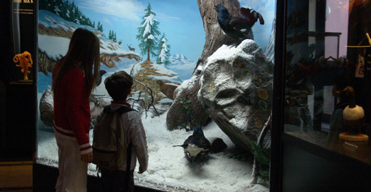 Museo Civico di Zoologia Museo Civico di Zoologia