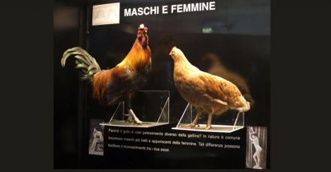 allo e gallina rappresentano un esempio familiare di “dimorfismo sessuale”