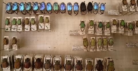 Coll. LUIGIONI Coll. LUIGIONI